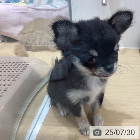 チワワの写真