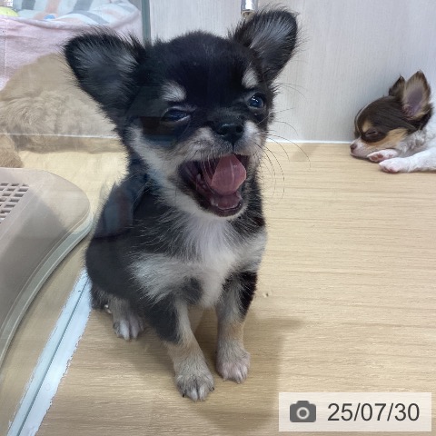 チワワの写真