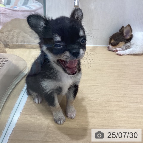 チワワの写真
