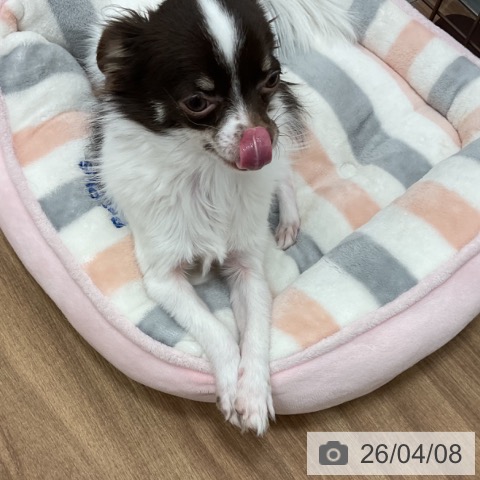 チワワの写真