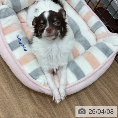 チワワの写真
