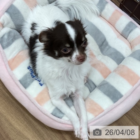 チワワの写真