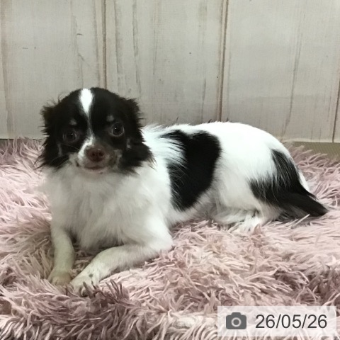 チワワの写真
