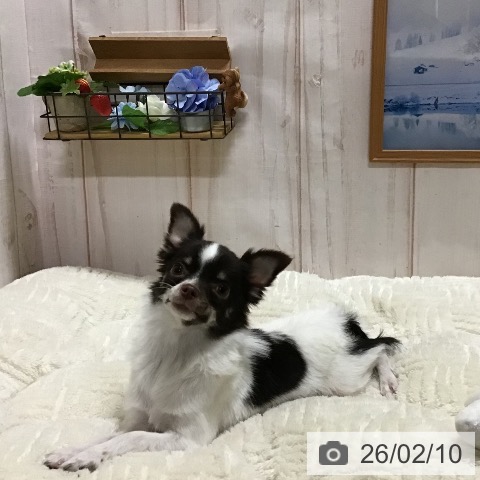 チワワの写真