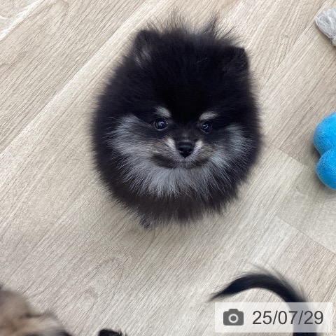 ポメラニアンの写真