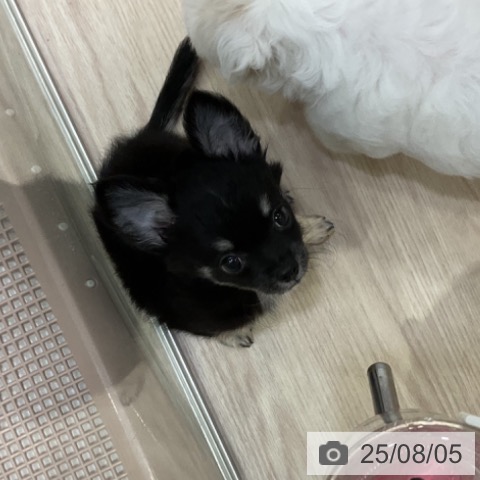 チワワの写真