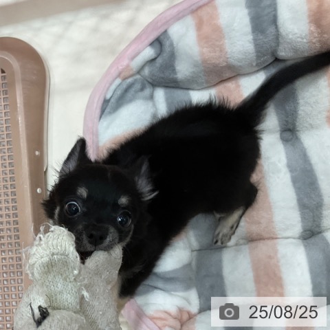 チワワの写真
