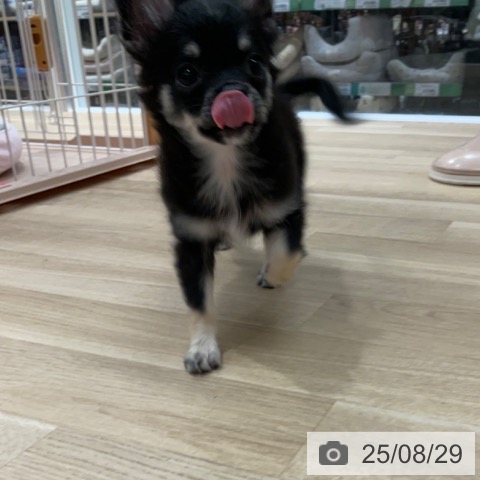 チワワの写真
