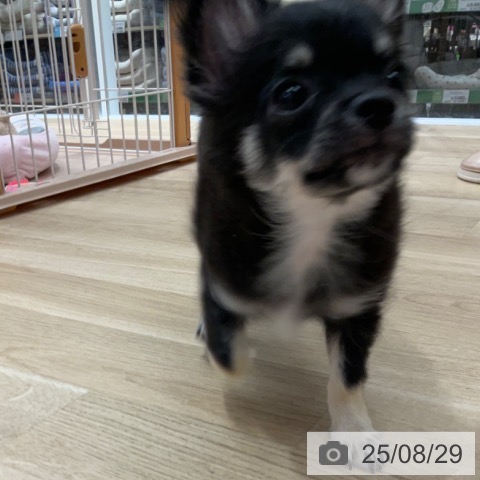 チワワの写真