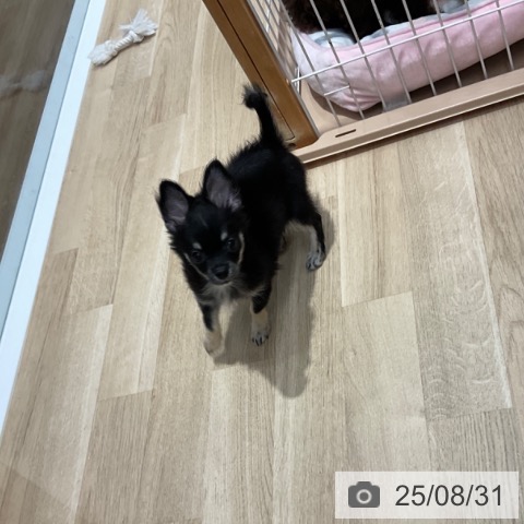 チワワの写真