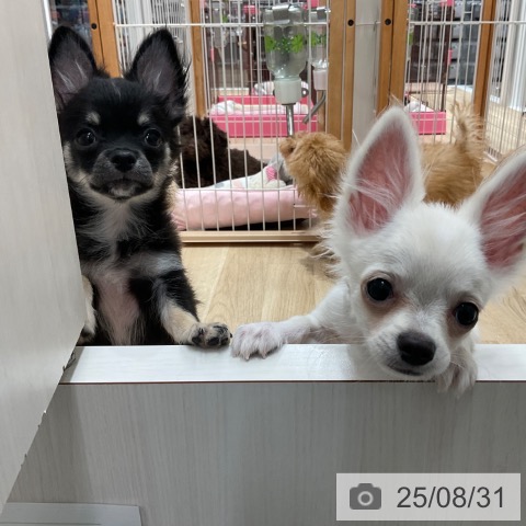 チワワの写真