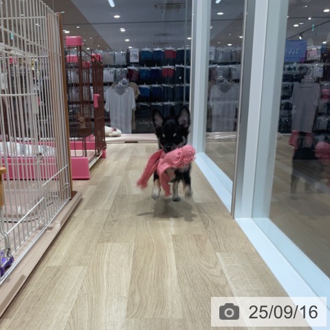 チワワの写真