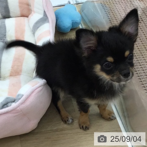 チワワの写真