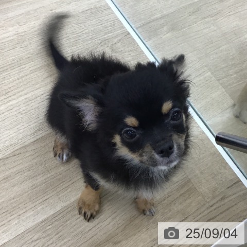 チワワの写真