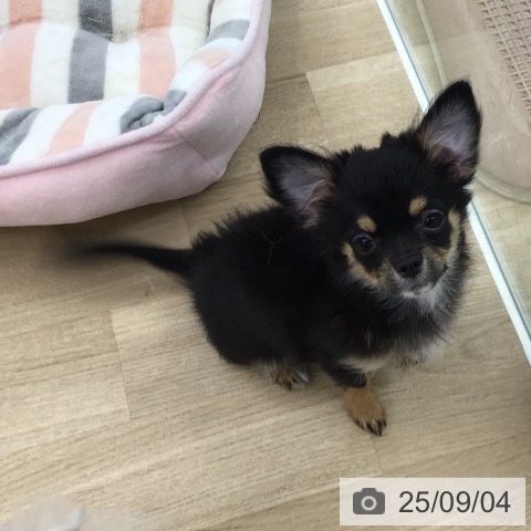 チワワの写真