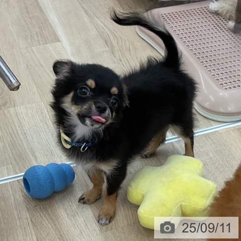 チワワの写真