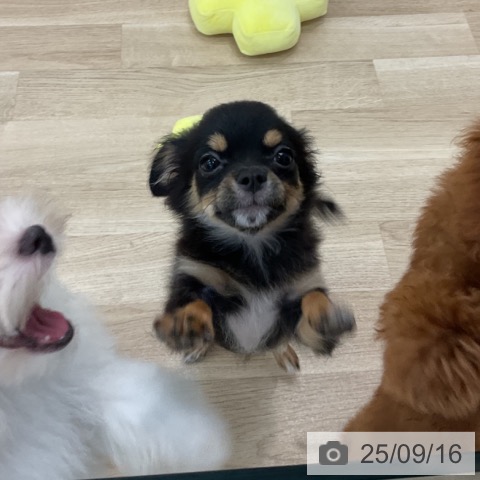 チワワの写真