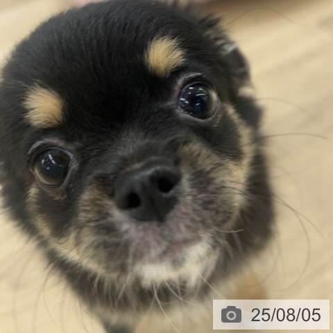 チワワの写真