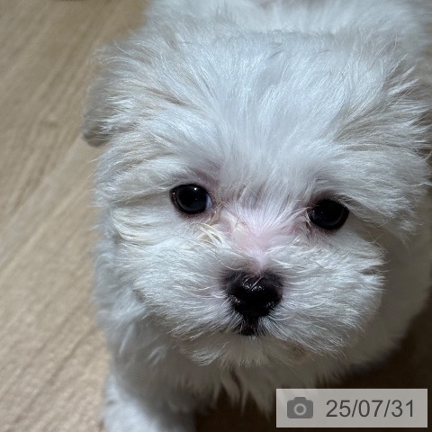 マルチーズの写真