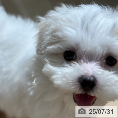 マルチーズの写真