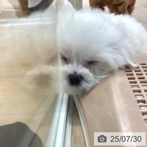 マルチーズの写真