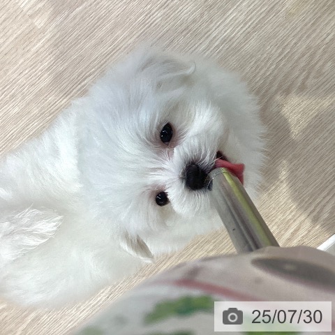 マルチーズの写真