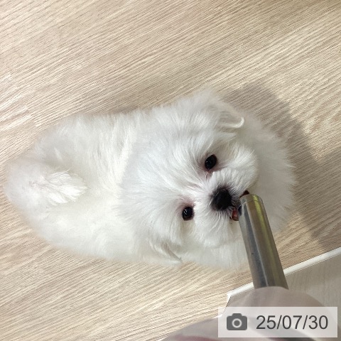 マルチーズの写真
