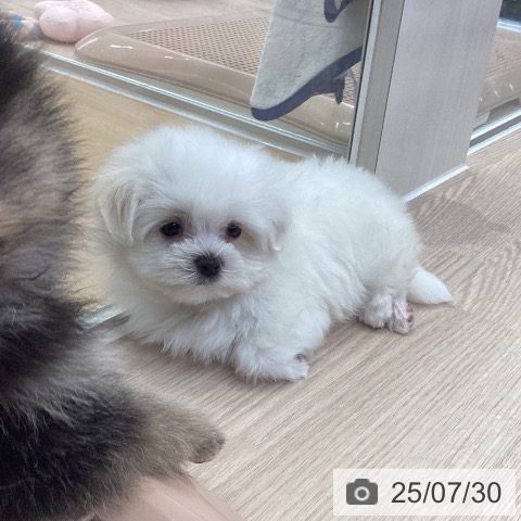 マルチーズの写真