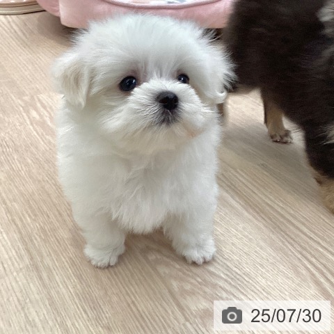 マルチーズの写真