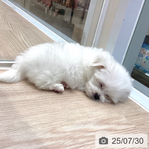 マルチーズの写真