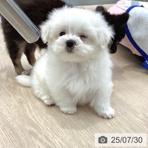 マルチーズの写真