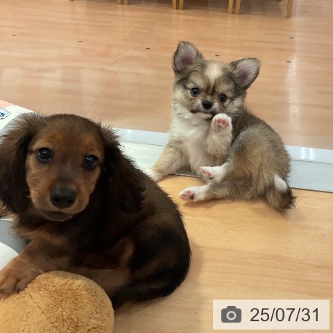 チワワの写真
