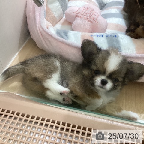 チワワの写真