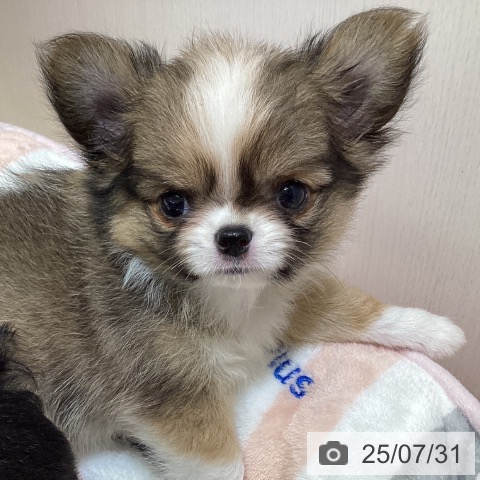 チワワの写真
