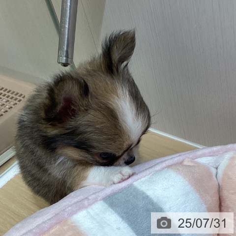 チワワの写真