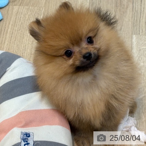 ポメラニアンの写真