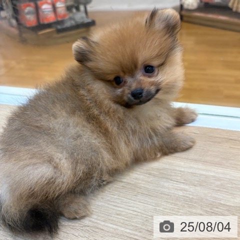ポメラニアンの写真