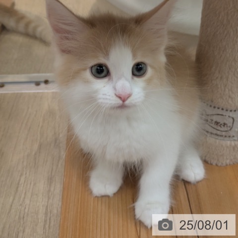 ノルウェージャンフォレストキャットの写真