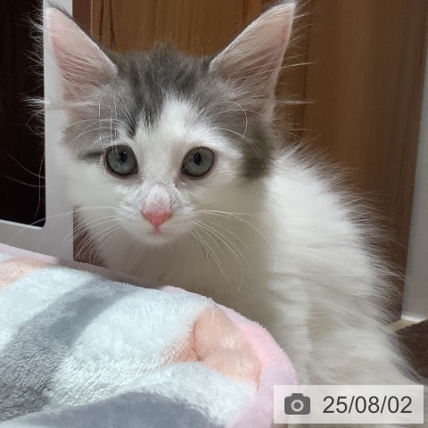 ノルウェージャンフォレストキャットの写真