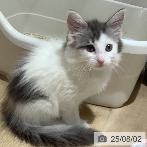 ノルウェージャンフォレストキャットの写真