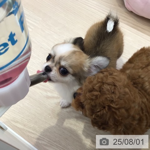 チワワの写真