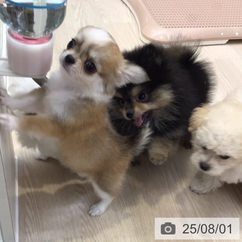 チワワの写真