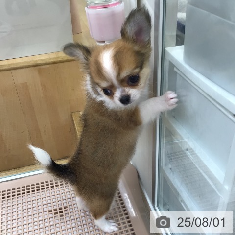 チワワの写真