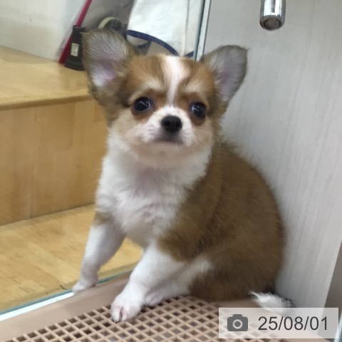 チワワの写真