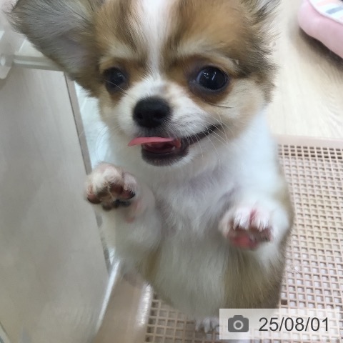 チワワの写真