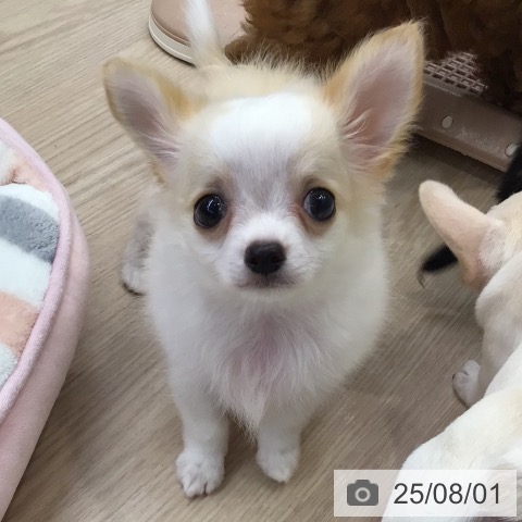 チワワの写真