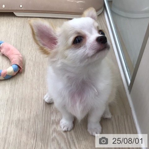 チワワの写真