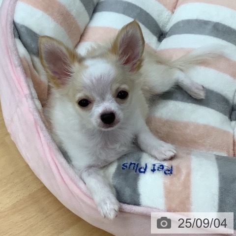 チワワの写真
