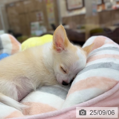 チワワの写真