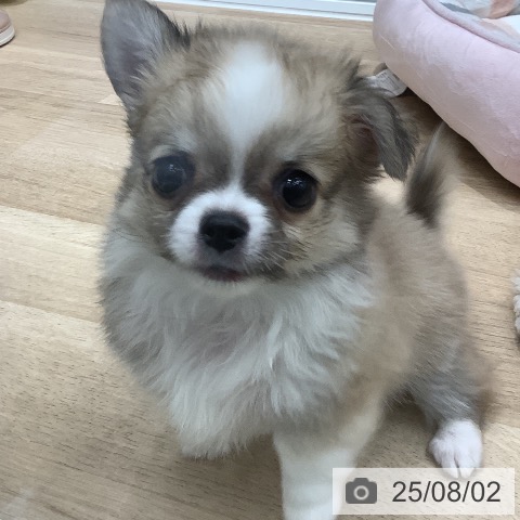 チワワの写真
